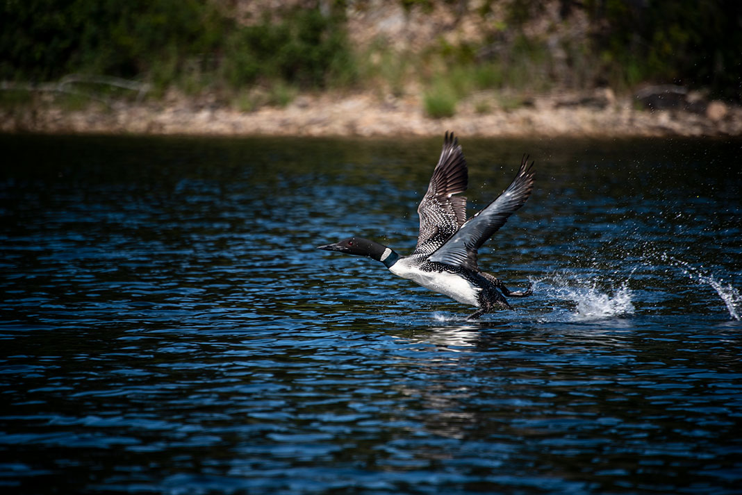 loon taking off in flight from a lake in Boundary Waters
