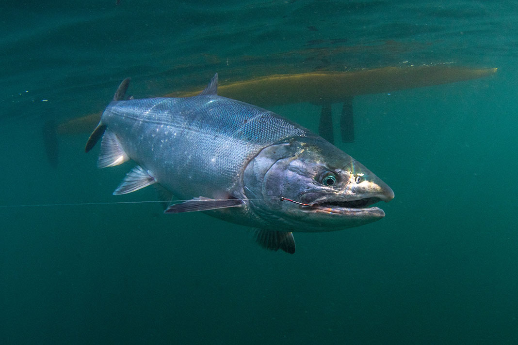 underwater view of a coho salmon with hook in its mouth and the underside of a yellow pedal fishing kayak