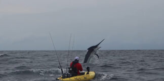 kayak angler fighting a breaching 600-pound marlin