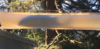 fish passes through the tube of a "fish cannon"