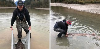 Fraser River sturgeon is saved by fishing guides after being trapped by receding floodwaters