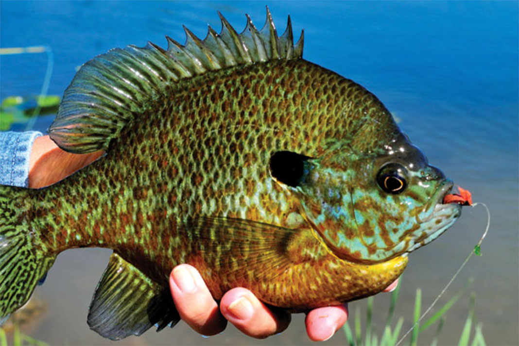 person holds a bluegill caught while kayak fishing