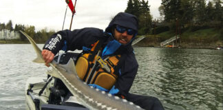 kayak fishing guide holds up a white sturgeon caught in winter in the Pacific Northwest