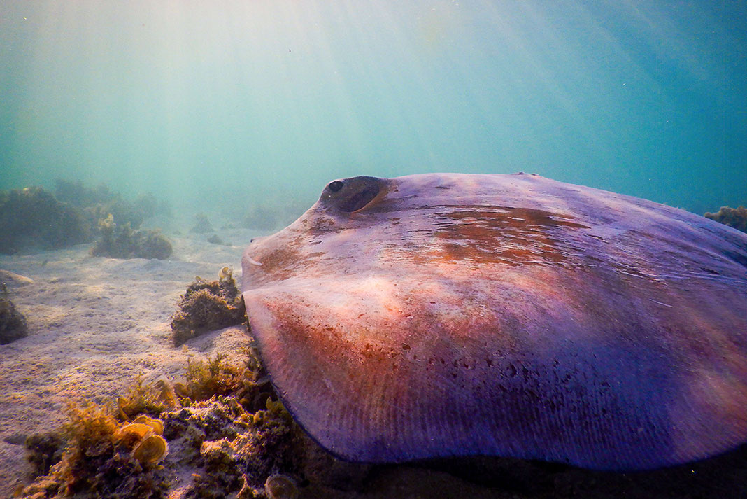 a stingray sits on the ocean floor underwater