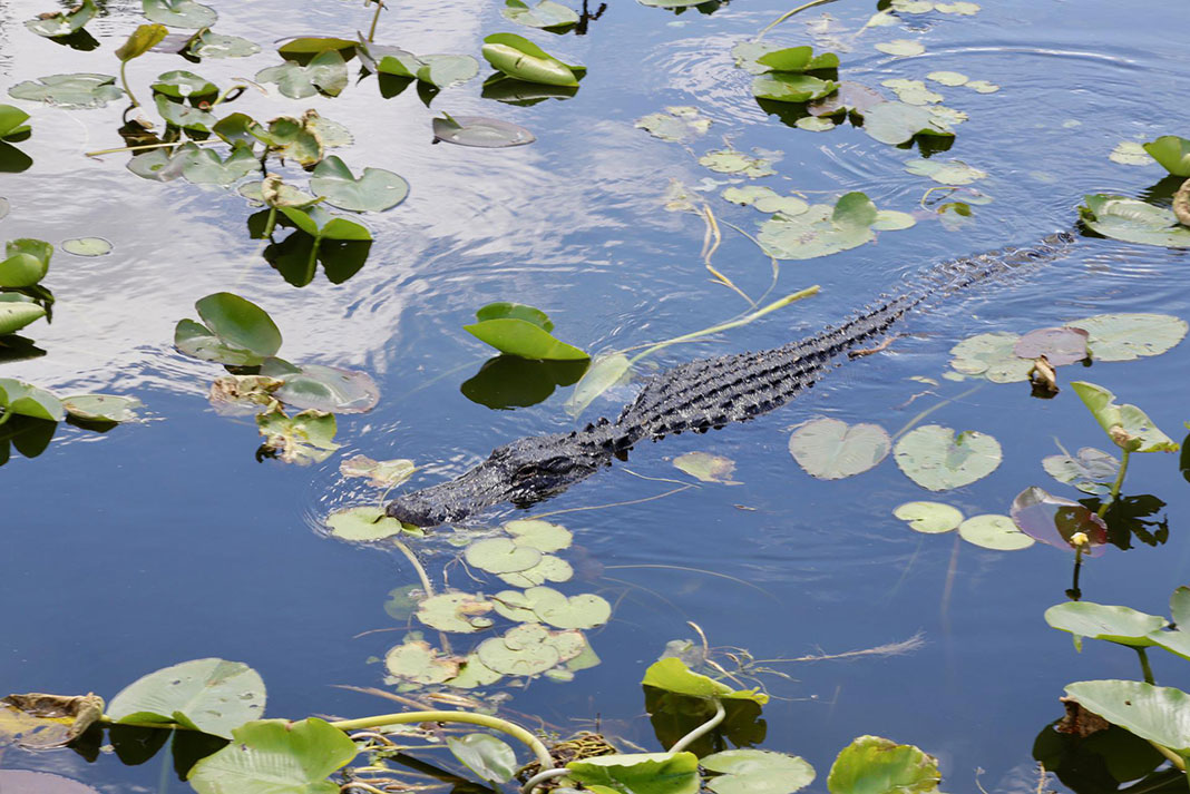 alligator swims among lilypads in the Everglades National Park