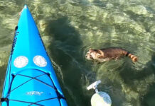 Kayak angler rescues raccoon in Florida Keys