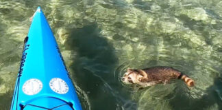Kayak angler rescues raccoon in Florida Keys