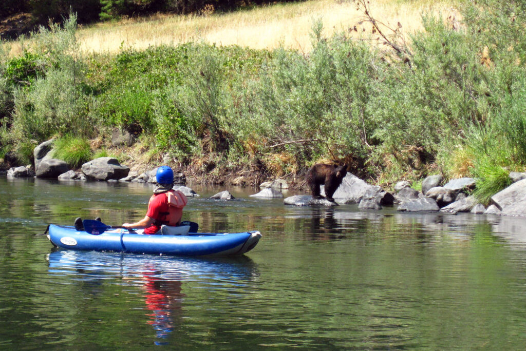 Kayak watches bear on shore.