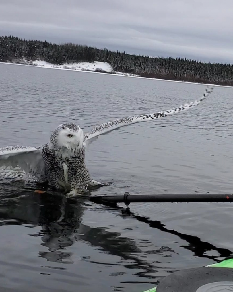 Snowy owl jumps on a paddle for rescue