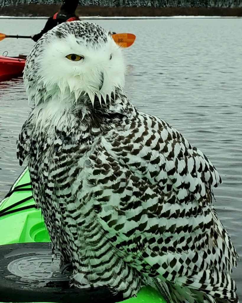 snow owl sits on kayakers bow