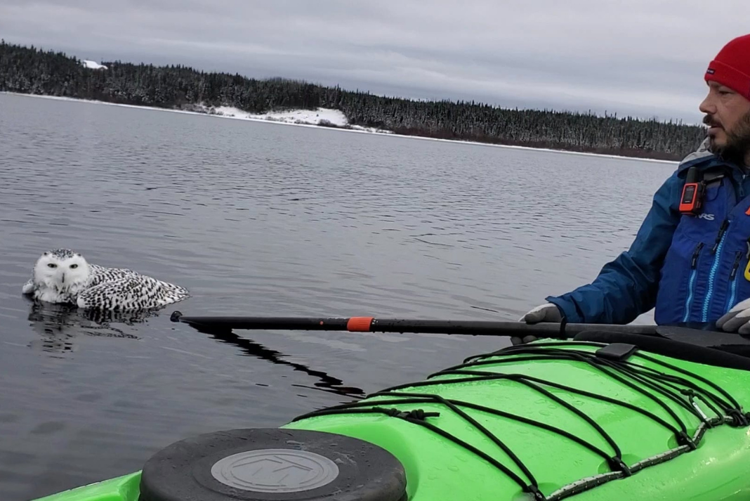 kayaker lifts snowy owl with his paddle and pulls him closer