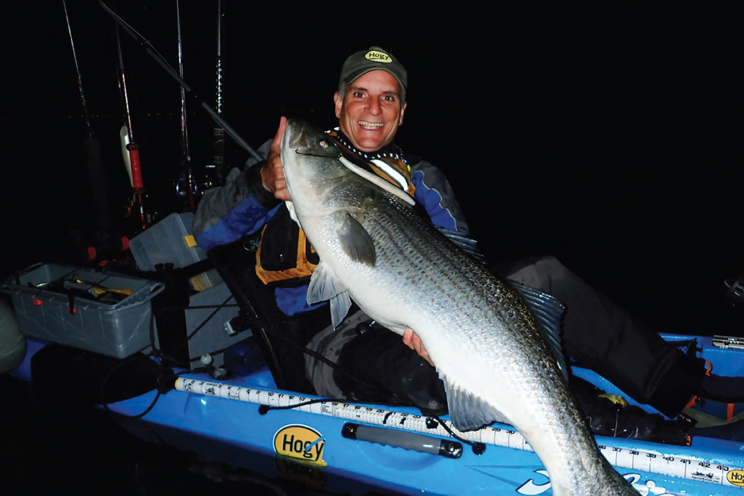 man fishing by kayak holds up a striped bass caught at night with an imitation eel bait