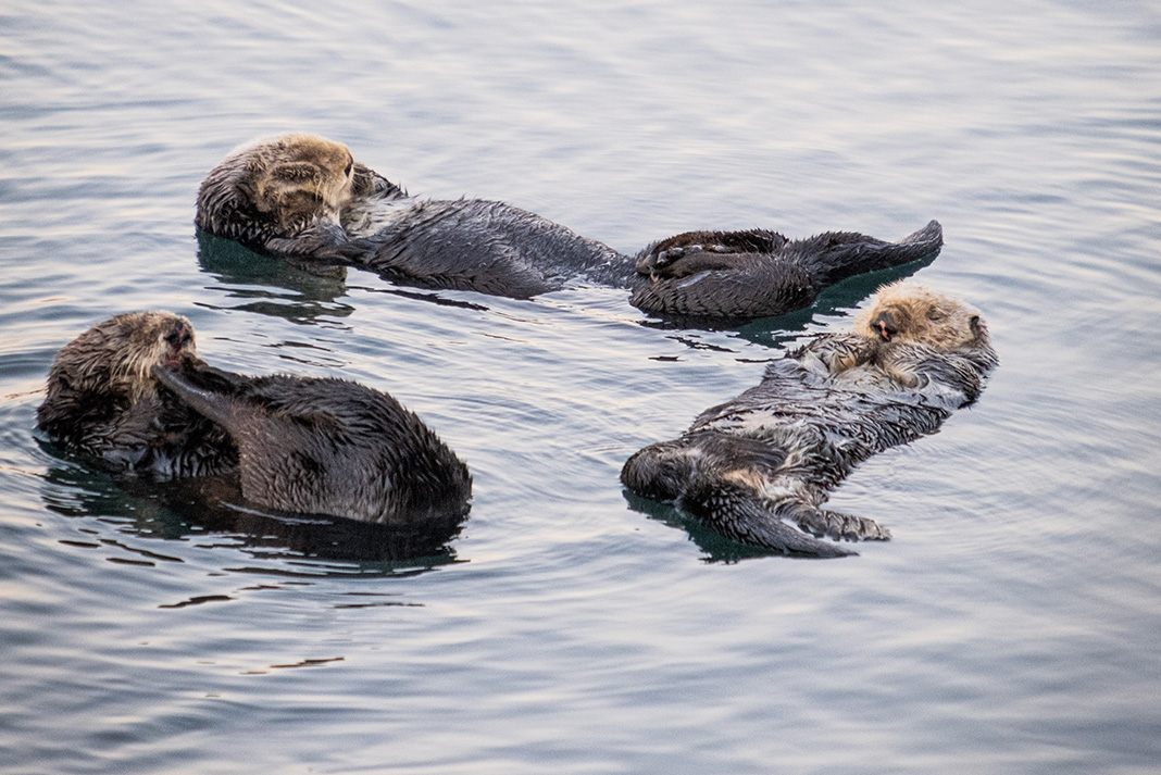 sea otters float on the water's surface