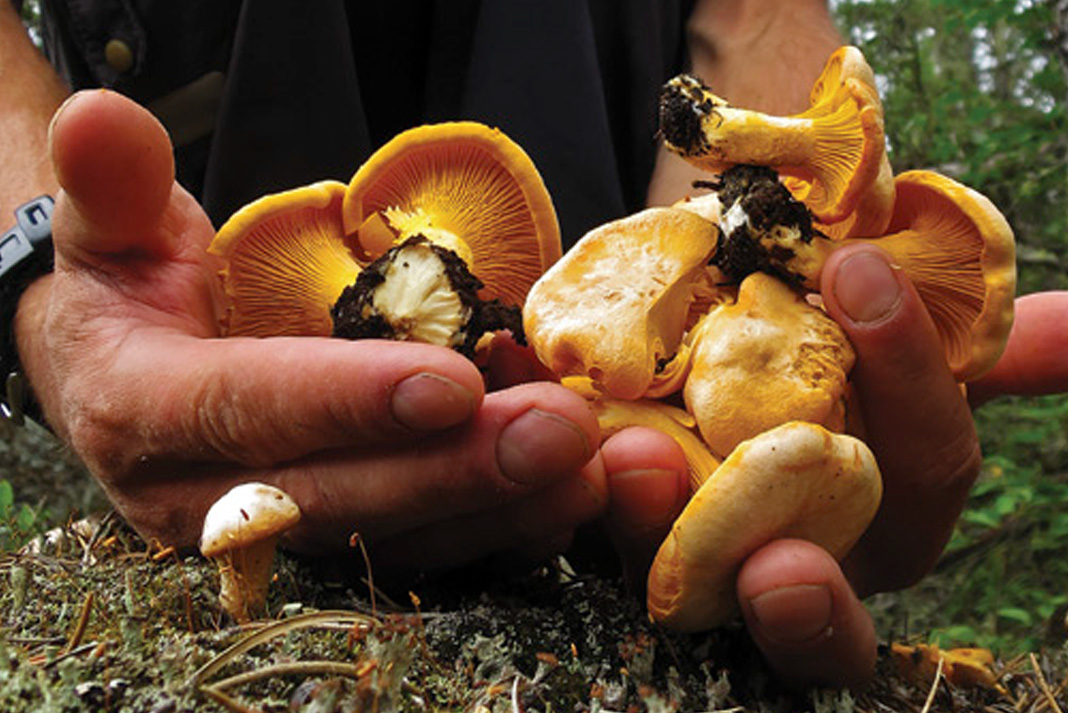 hands holding chanterelle mushrooms