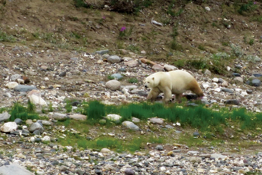 polar bear walks along the bank of a northern river