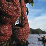 Browning Wall, Vancouver Island Photo: Browning Wall, Vancouver Island | Photo: Neil Schulman