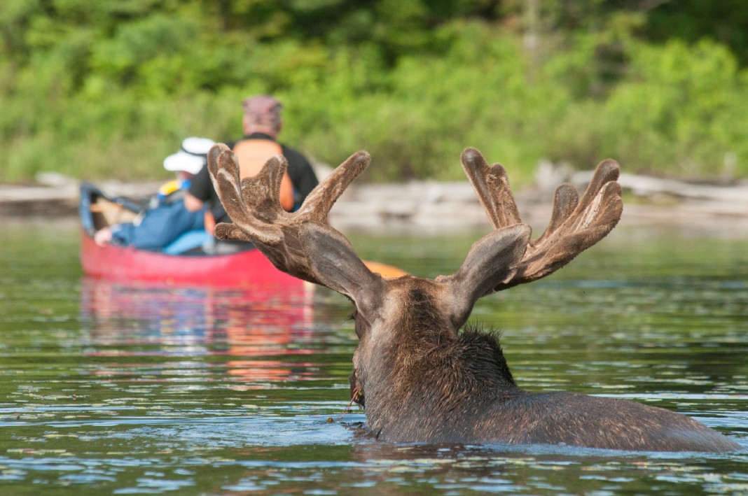 Meeting a moose while paddling in Algonquin Park
