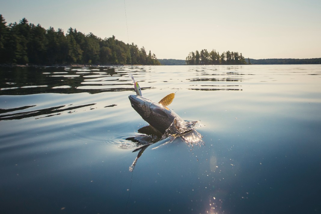 A fish jumps in a Lake in Algonquin Park