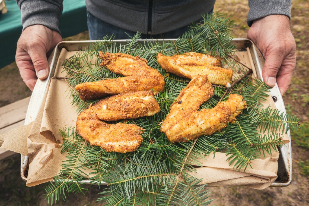 Campfire cooked fish on a bed of pine boughs