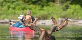 two kayakers in Algonquin Park watch wildlife with a moose swimming nearby