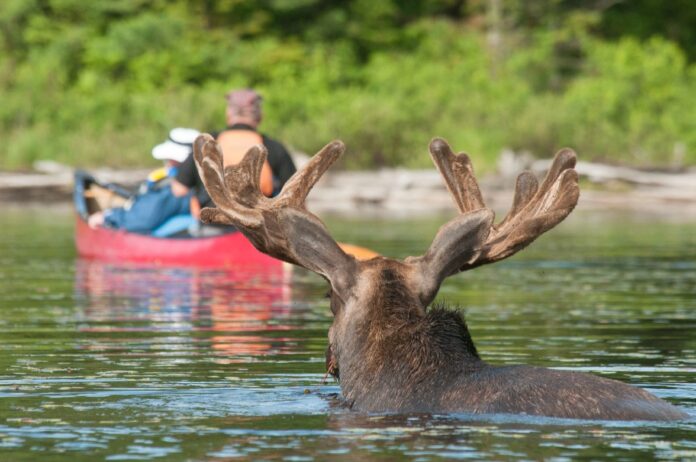 two kayakers in Algonquin Park watch wildlife with a moose swimming nearby