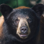 a black bear stares at the camera