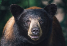 a black bear stares at the camera