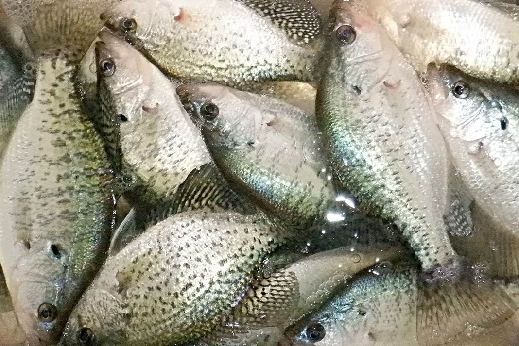crappie caught in fall