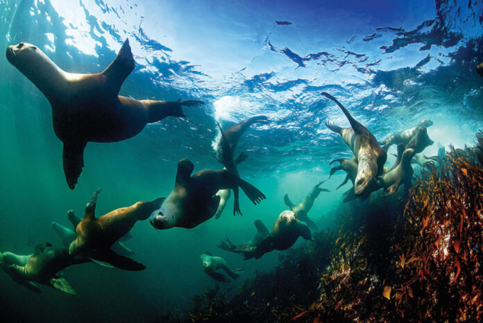 seals swim underwater off the coast of the Great Bear Rainforest
