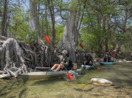 three kayak anglers fishing in a clear Texas river flanked by gnarled trees