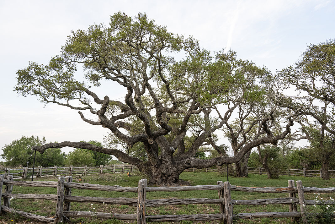a large live oak tree in south Texas