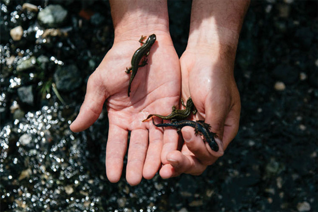 hands holding small salamanders from the Vjosa River