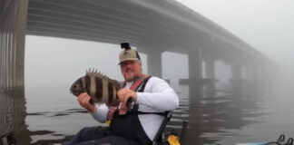 sheepshead caught on worms