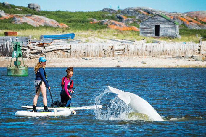 two women paddleboarding near a curious beluga whale