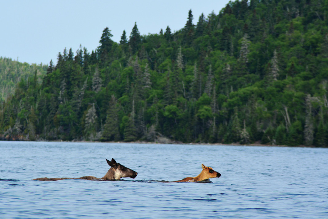Woodland caribou ply the calm channels of the Slate Islands