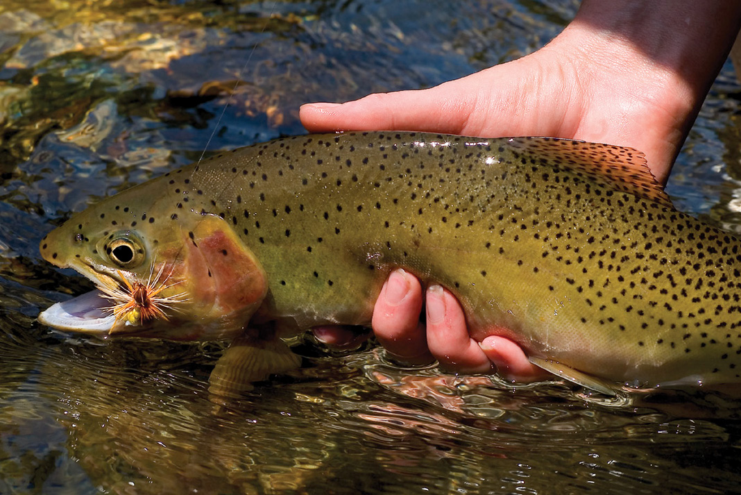 3 Pro Secrets For Catching Big Trout In Spring