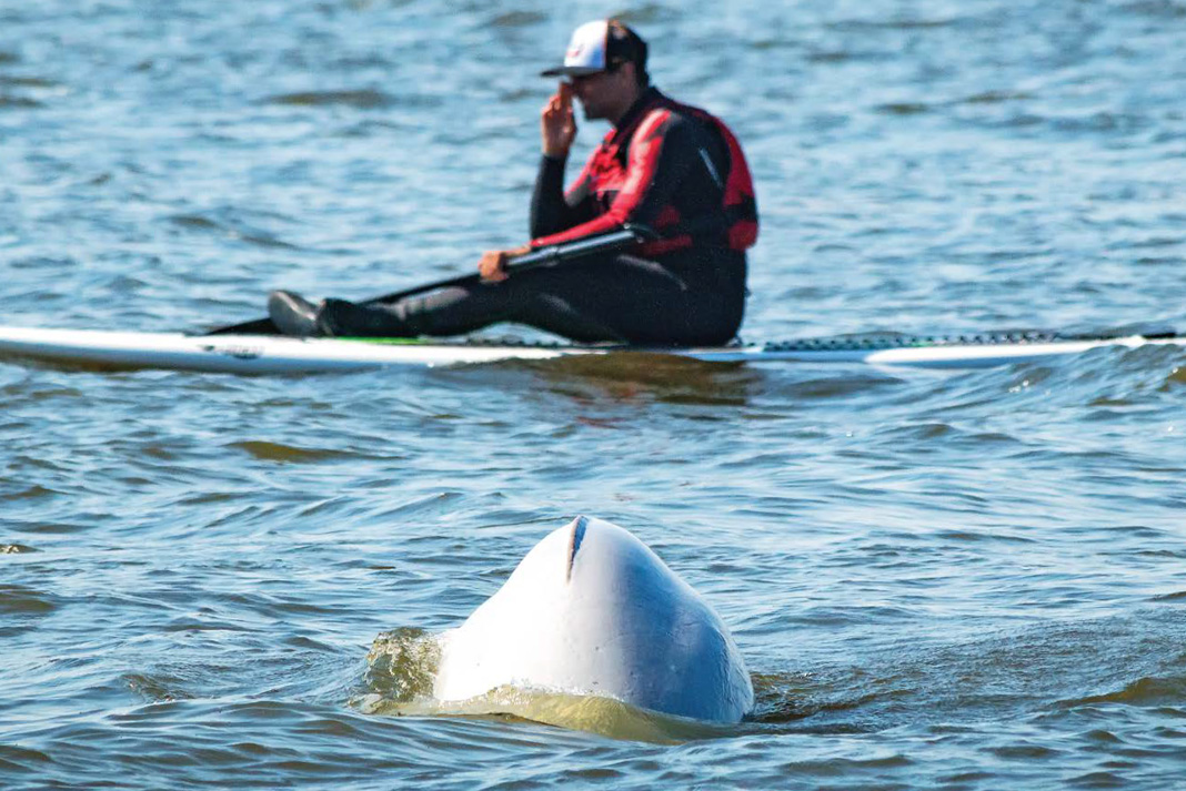 paddleboarder sits on his board near a beluga whale's melon near Hudson Bay
