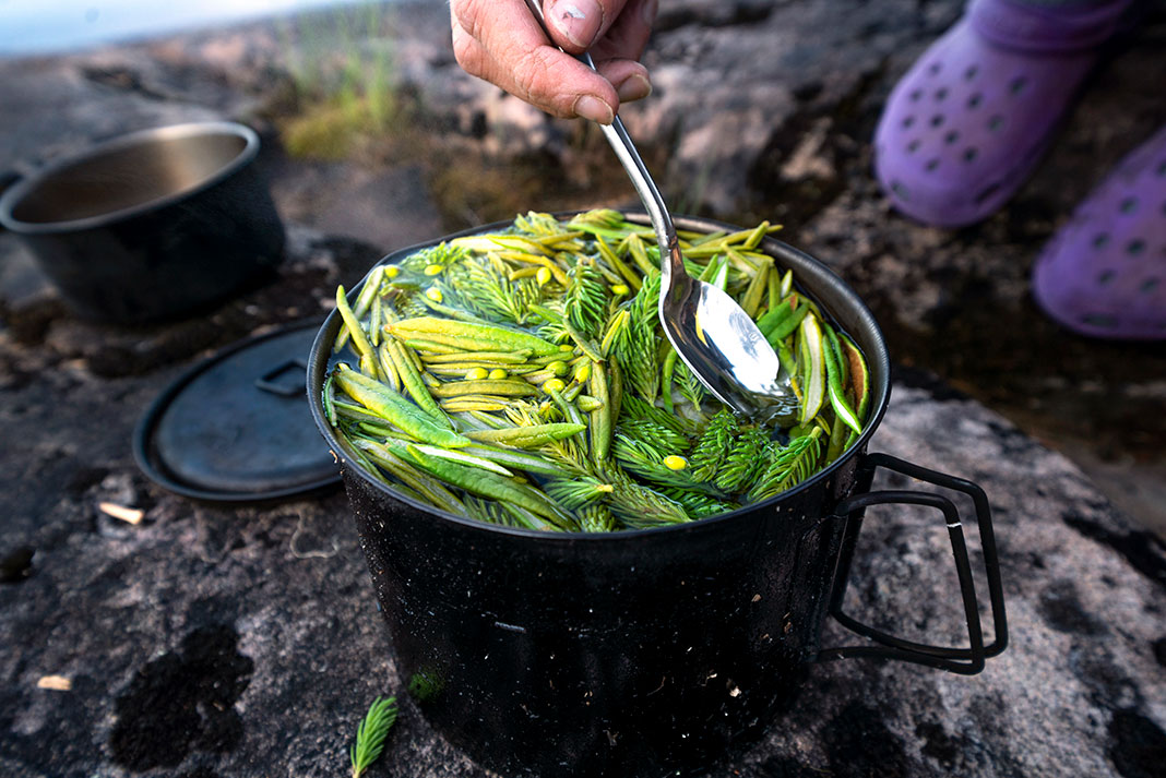 person brews tea on a pot over campfire made from Labrador tea, spruce tips, and juniper berry