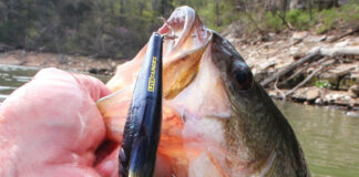A fish caught by a LiveTarget lure