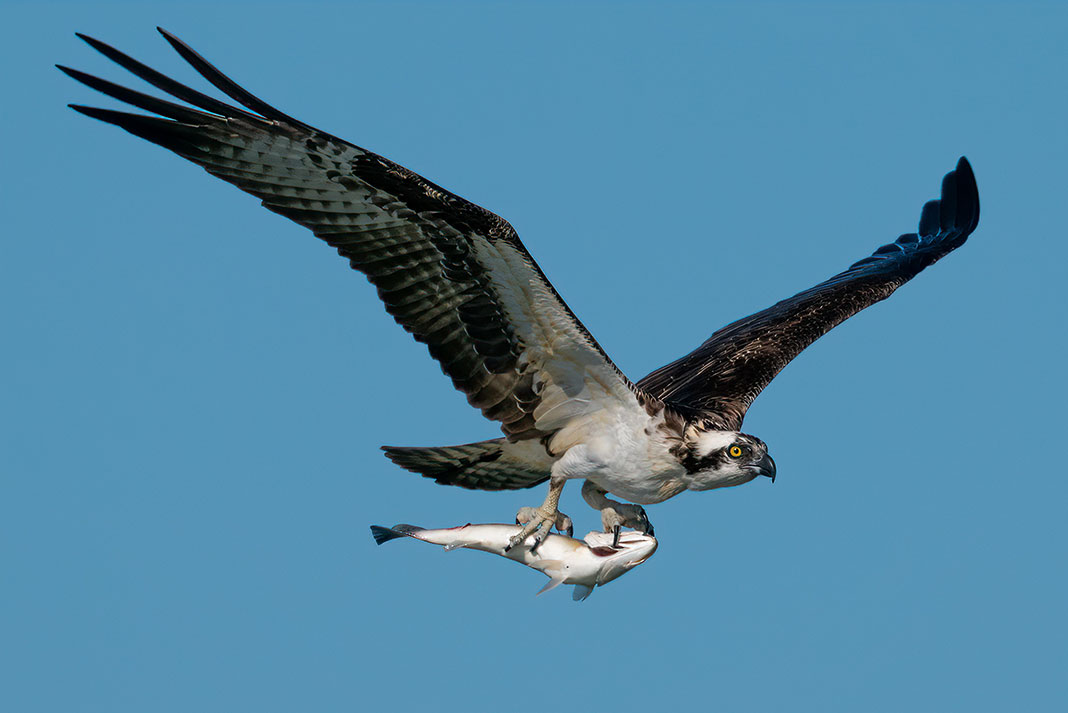 osprey carries fish in its talons