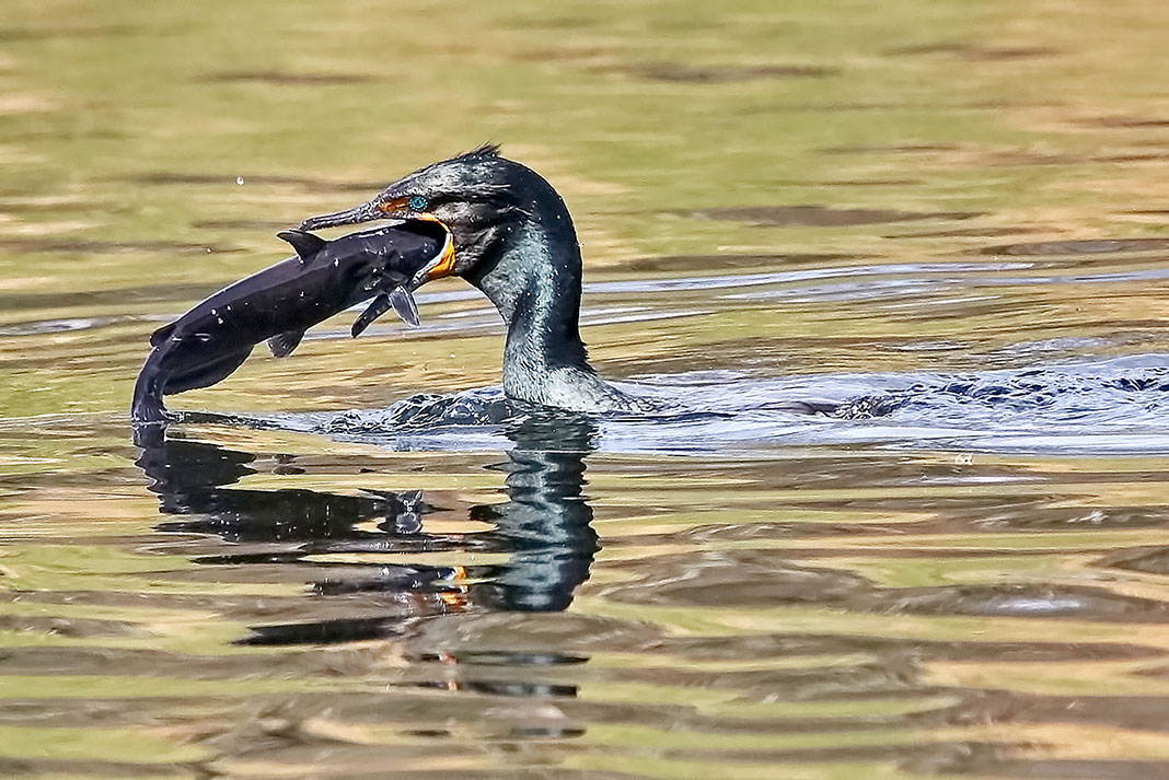 cormorant with a large fish in its beak