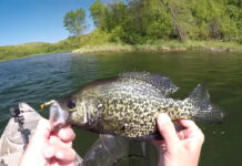 Crappie caught with minnow fry lure