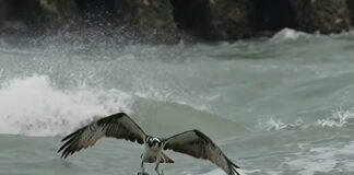 Osprey pulling pompano from the ocean