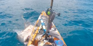 tiger shark attacks kayak.