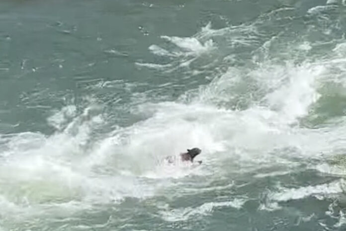 black bear swimming across rapid in California
