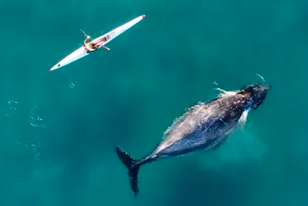 Humpback whale swims beside surfski kayak.