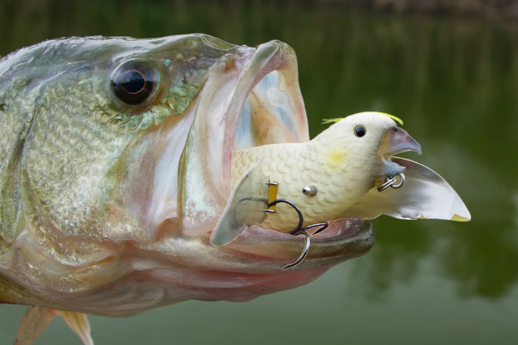 Ruthless Bass Demolish Bird Lure (Video)
