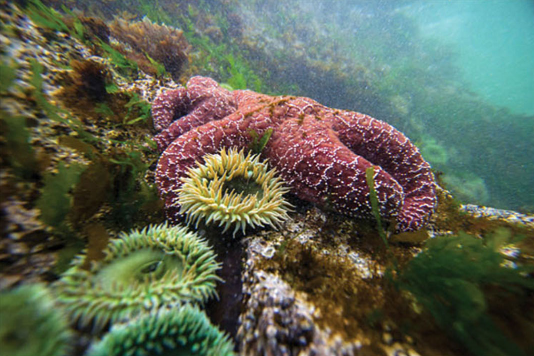 underwater coral on a Vancouver Island reef