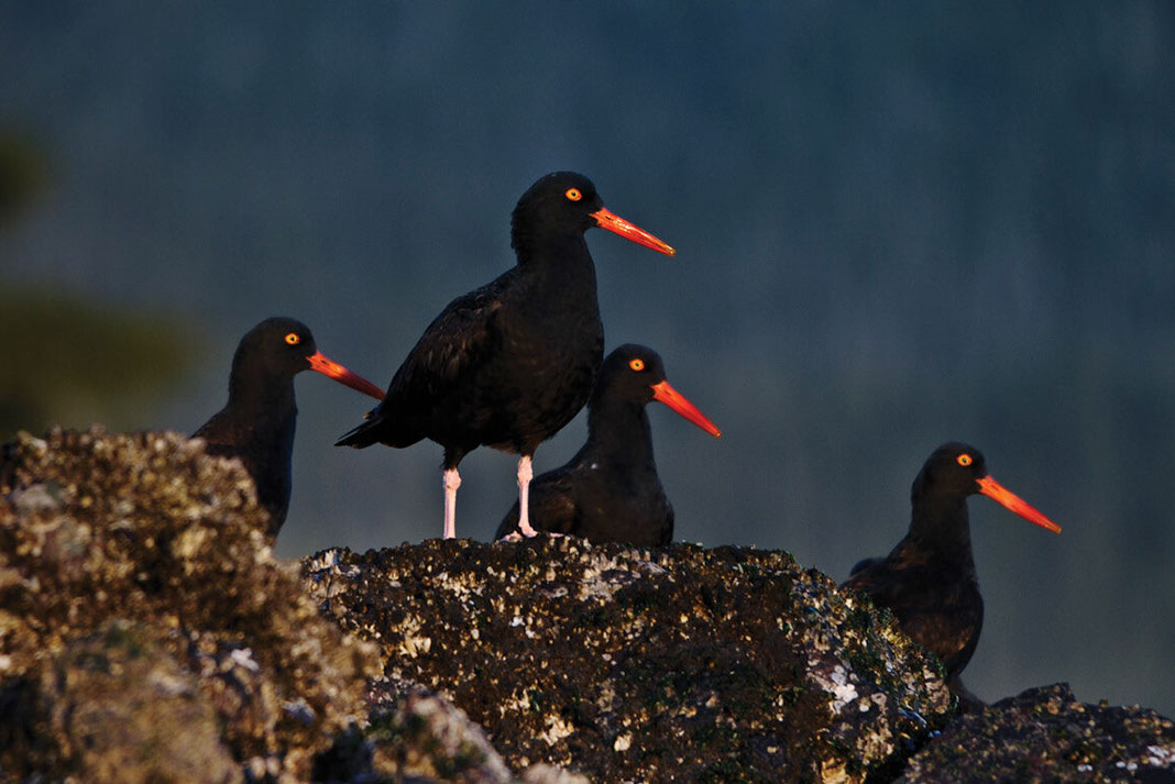 black seabirds with bright orange eyes and beaks