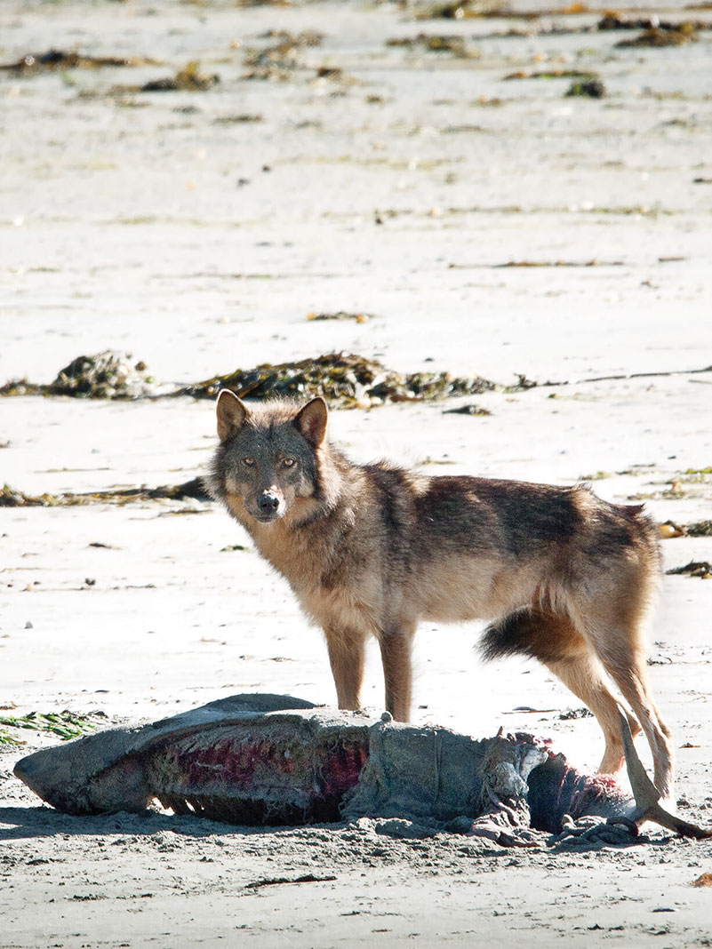 wolf stands on the beach beside dead, washed up shark